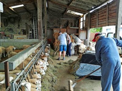 Twee Kempense boerderijen namen deel aan het project, een schapenboerderij en een melkveebedrijf. © Welzijnszorg Kempen