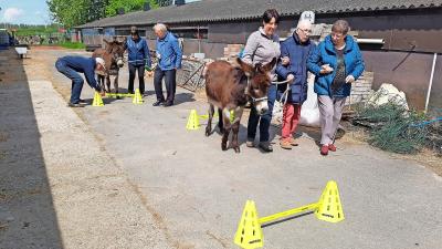Een workshop bij ezelopvangcentrum Anegria deze zomer. Heeft de beste therapeut inderdaad een vacht en vier poten, zoals het motto daar luidt? © De Companjong