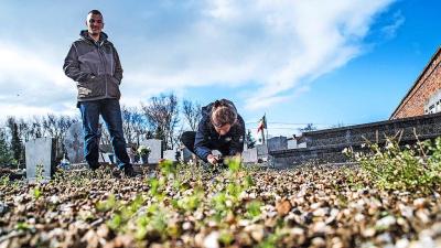 Medewerkers van Natuurpunt fotograferen bloeiend handjes-ereprijs op de begraafplaats van Zoutleeuw. © Annelies Jacobs