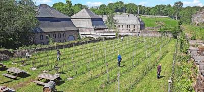De bescheiden wijngaard van Villers-la-Vigne levert in een goed jaar zo’n achthonderd flessen op. © Villers-la-Vigne